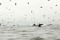 Dusky Dolphin